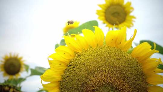 蜜蜂在向日葵花朵采蜜飞舞微距特写视频素材模板下载