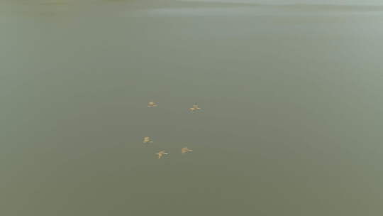 航拍武汉东湖磨山傍晚湖水飞鸟飞翔视频素材模板下载