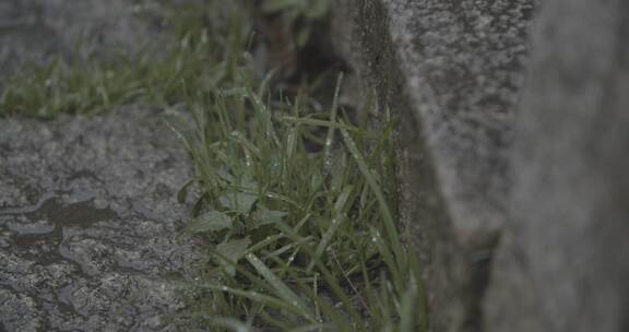 石板路边带水珠的小草（灰片）