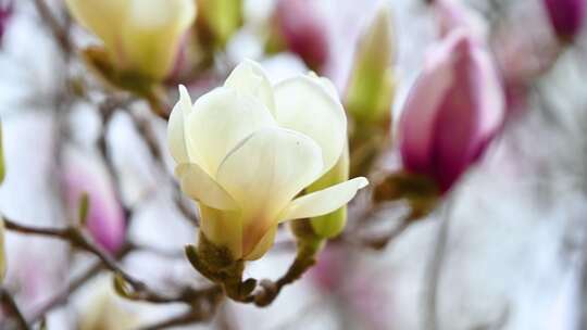 春天盛开的白色紫色玉兰花花朵花苞特写