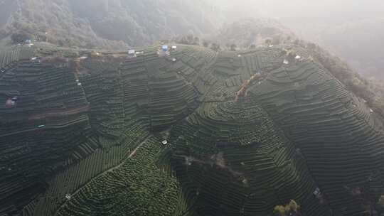 茶叶茶园采茶茶场茶