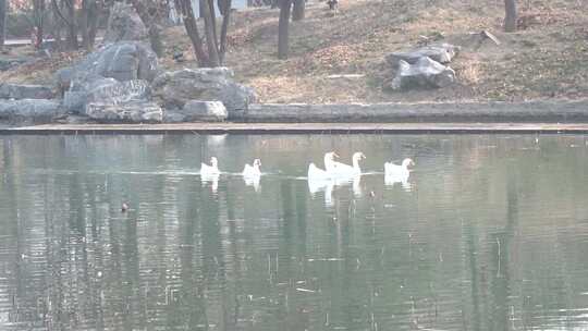 河中水鸭