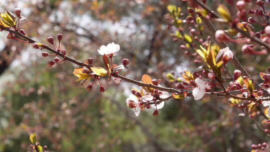 【镜头合集】腊梅梅花樱花鲜花