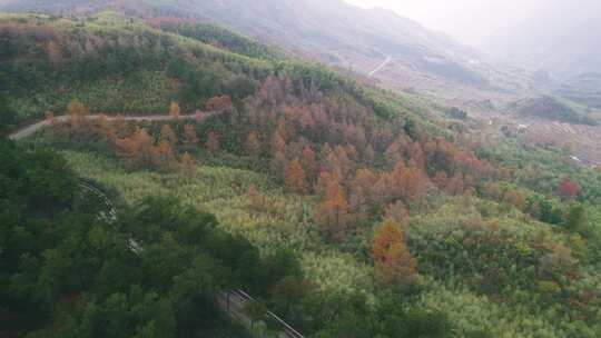 杭州临安林家塘村草山岗金钱松秋色航拍