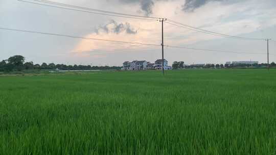 绿油油的稻田