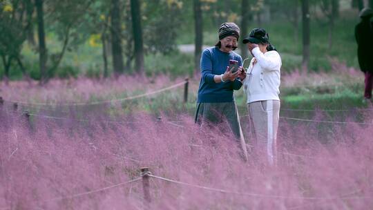 升格在粉黛子花丛中用手机拍照的中老年女性