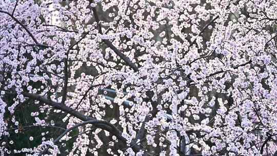 春天阳光下盛开的桃花花朵升格慢镜头