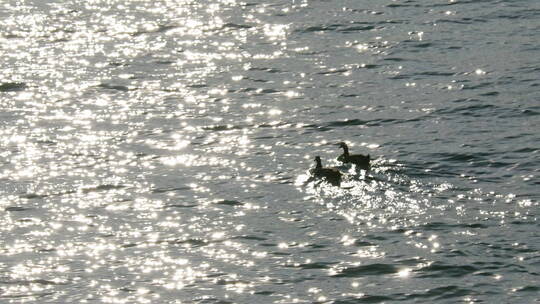 波光粼粼湖里自由自在的鸭子