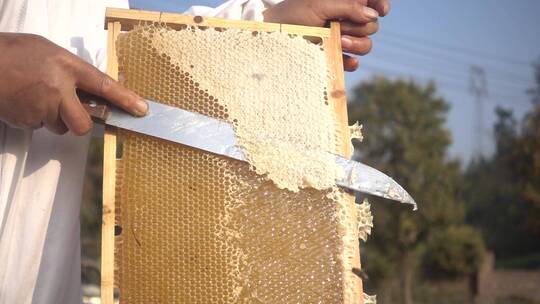 蜜蜂采蜜蜂农割蜜养蜂人摇蜜蜂蜜生产过程视频素材模板下载