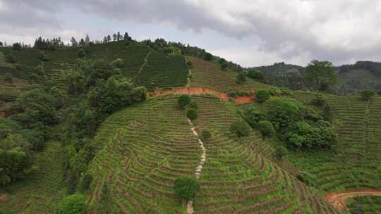 仙人山景区布央茶园航拍