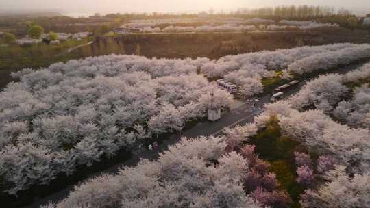 郑州古柏渡丰乐樱花园