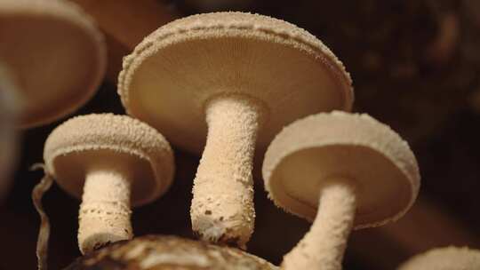 自然的佳肴：蘑菇成熟的时刻