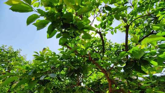 夏季鸟鸣绿荫绿植视频素材模板下载