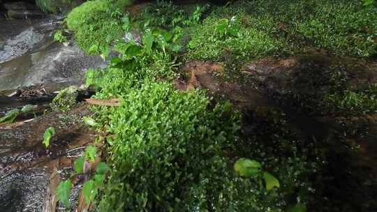 水泉水溪流中的山泉水