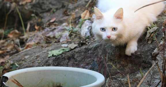 可爱的波斯猫