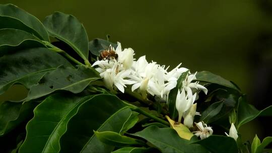 蜜蜂在白色的小花上采蜜