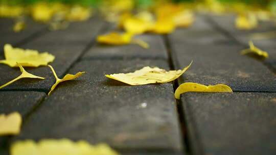 地面散落的银杏落叶