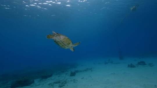 海龟，海洋，海洋生物，水下