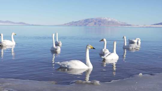 4K冬日新疆赛里木湖中优雅天鹅游泳进食视频素材模板下载
