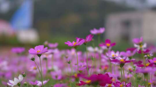 格桑花花丛花朵花瓣开放