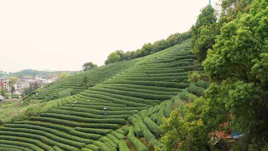 杭州西湖龙井茶园龙坞茶园航拍