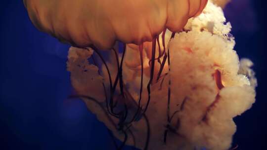 4K深海水母2