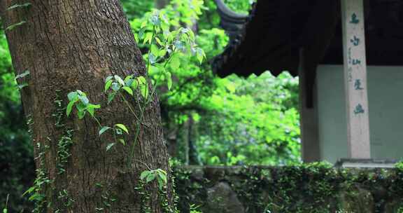 森林里的古建筑