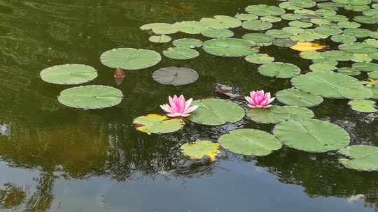 夏天池塘盛开的睡莲花实拍