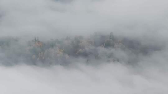 航拍新疆阿勒泰禾木风景区的秋雾视频素材模板下载