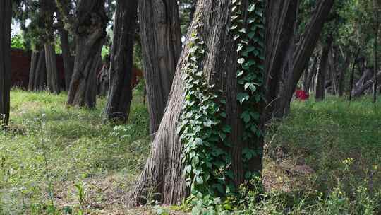 绿色藤曼植物爬上古老的柏树