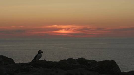 长焦拍摄日暮下的大西洋海雀