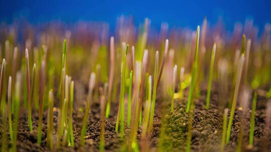植物生长种子发芽希望