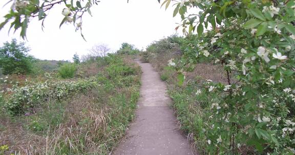 荒山野岭