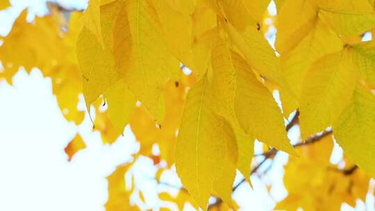 秋天的白蜡树叶  金黄色
