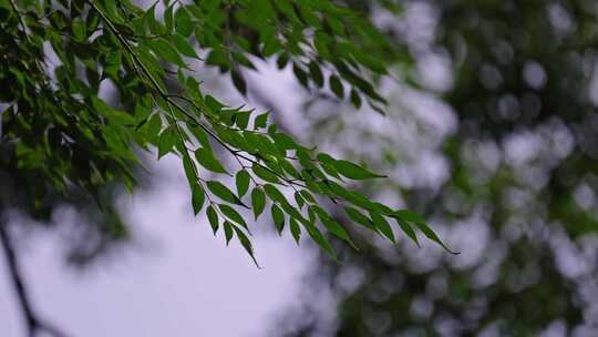 夏季微风下的阳光穿透树枝树叶