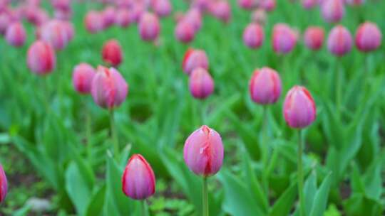 粉色郁金香花海特写