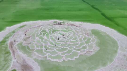 察尔汗盐湖莲花