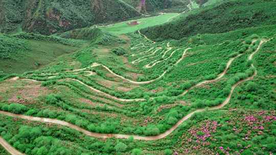 青海海东市乐都高山越野盘山公路杜鹃花航拍