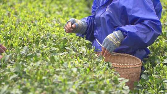 春天茶园采茶女采摘茶叶