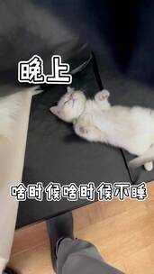 宠物，猫狗双全，萌宠出道，动物成精