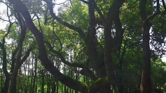 实拍茂密森林植物树枝树叶