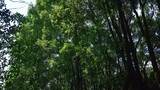 实拍茂密森林植物树枝树叶高清在线视频素材下载