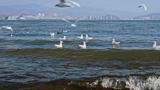 大理洱海红嘴海鸥