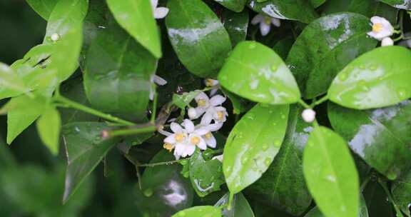 雨后的绽放的桔子花