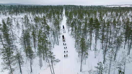 芬兰拉普兰穆奥尼奥，冬天，爱斯基摩犬在树