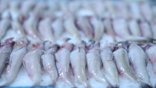 海鲜市场皮皮虾海鲜拍摄视频素材模板下载