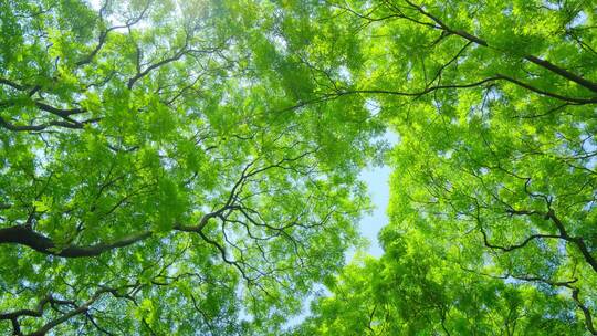 仰拍阳光树林绿色森林海红豆树相思树合集