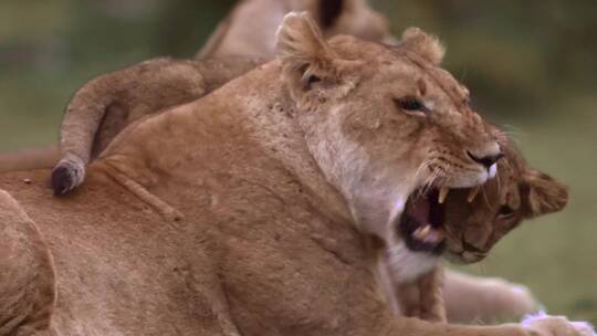 和幼崽玩耍的母狮子微距景观视频素材模板下载