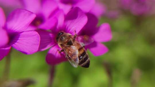 小蜜蜂采蜜微距摄影视频素材模板下载