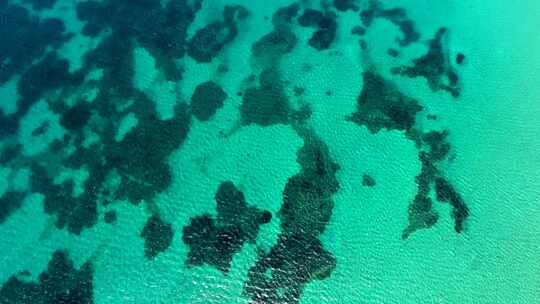 清澈的热带浅海底白沙上的海藻和珊瑚礁